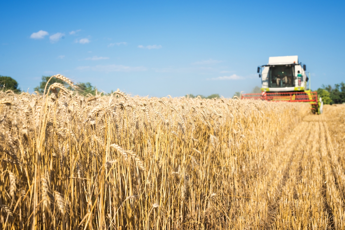 Gov't Considering New Policy to Promote Grain Security Gov't Considering New Policy to Promote Grain Security